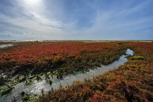 Excursie op de fiets: Ritme van het Wad