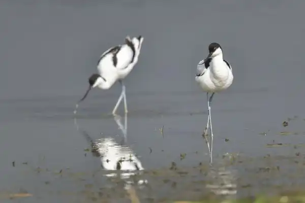 Training Wadvogels voor ondernemers