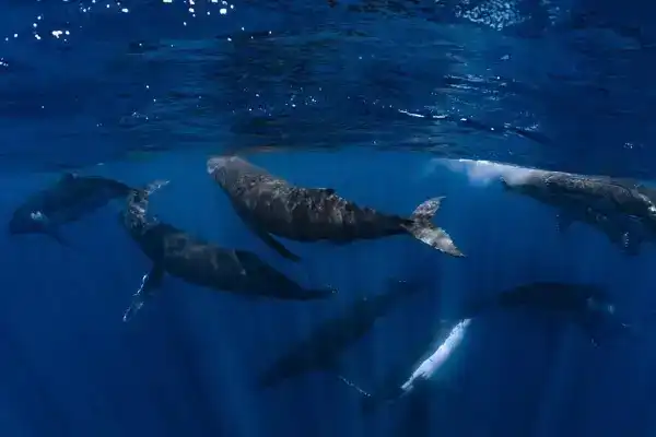 Filmfestival: Naar de Wildernis