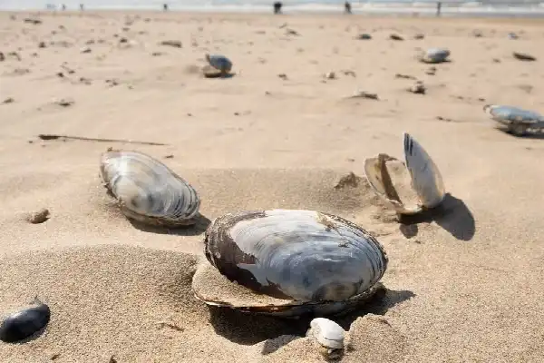 Schelpenteldag Terschelling 2026