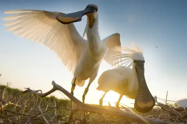 Waddenavond: De reis van de lepelaar